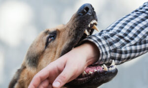 How Powell and Pisman Injury Lawyers Can Help If A Dog Has Bitten You